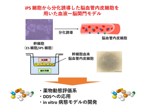 I. 幹細胞の分化制御と創薬応用