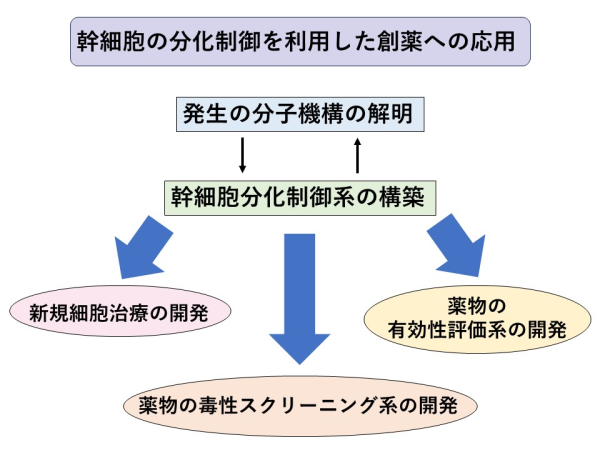 II. 脳血管内皮細胞への効率良い分化誘導法の開発